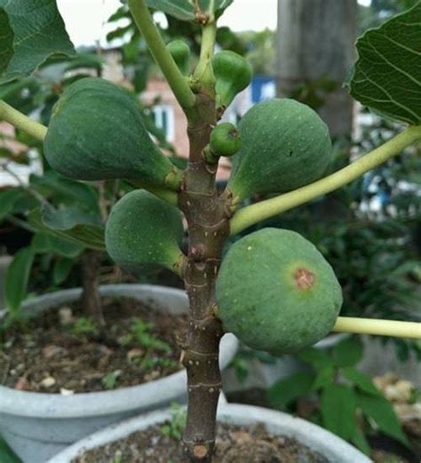 無花果種植陽台|陽台怎麼養無花果？3個「技巧」，一葉一果爆滿了，果子還不小